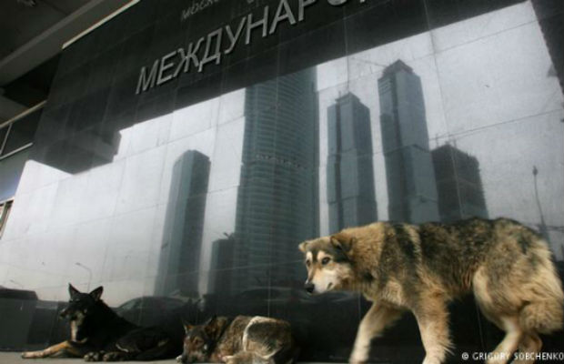Rússia ‘some’ com cachorros de rua para limpar cidade para a Copa