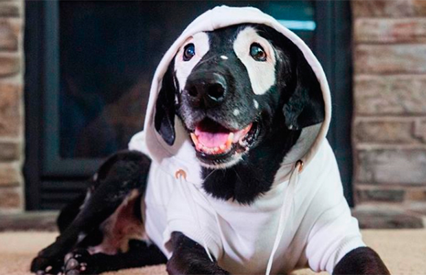 Cachorrinho com vitiligo é o Instagrammer que você precisa seguir hoje!
