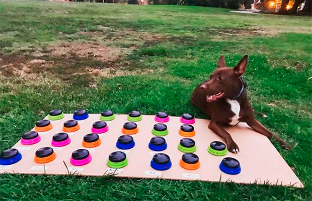 Esse cachorro está aprendendo a conversar com humanos usando palavras