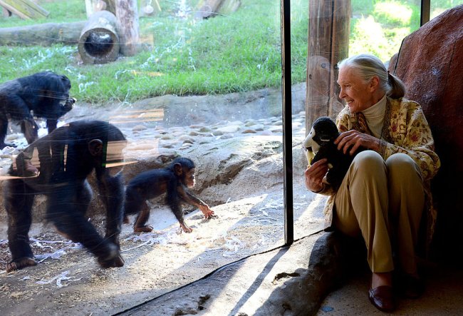 Descaso humano pela natureza e pelos animais gerou pandemia, diz cientista