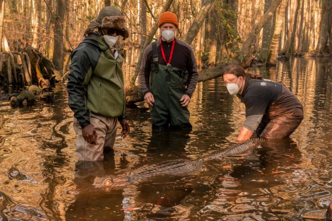 OUTER BANKS Episode 108 of OUTER BANKS Cr. JACKSON LEE DAVIS/NETFLIX © 2021 Jacaré usado em cena da segunda temporada de Outer Banks; ele está sendo segurado e colocado na água por uma pessoa da equipe enquanto outras duas observam; todos os membros da produção usam máscaras e roupas de frio