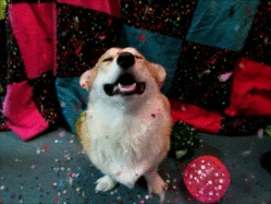 motivos para ter um pet cachorrinho sorrindo e entusiasmado ao receber chuva de confetes coloridos