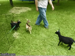 pets gif de cabritinhos correndo em um gramado verde