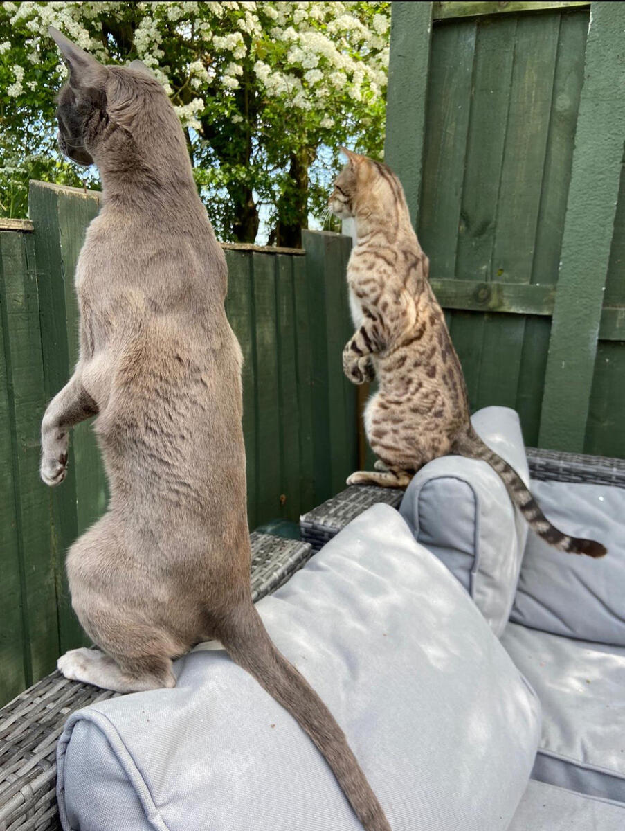 The Comedy Pet Photography Awards 2024 Emma Beardsmore Penkridge United Kingdom Title: Nosey Neighbours Description: These are my 2 cats during Covid Lockdown. They are spying on the neighbours who are breaking rules!! 'Lets act like Meerkats; they'll never know its us' Animal: Bluebell who is a Tonkinese & Simba, a snowbengal Location of shot: in my back garden