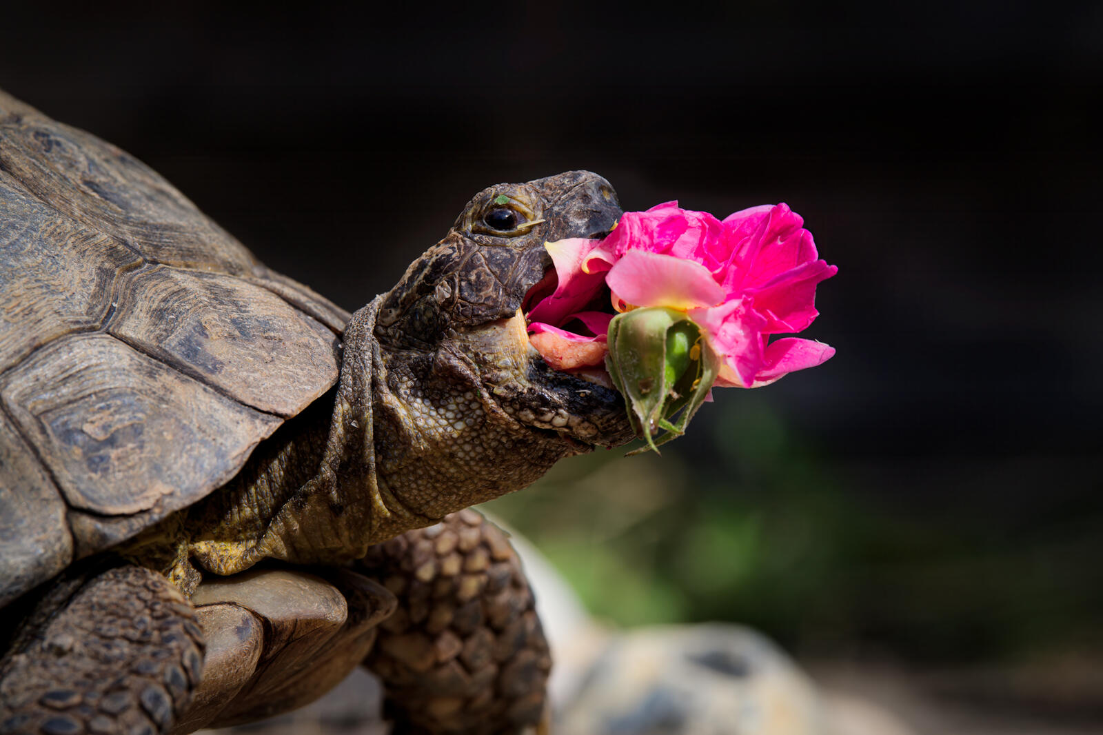 The Comedy Pet Photography Awards 2024 Jonathan Casey Wymondham United Kingdom Title: New Rose Description: Edgar loves to eat flowers, and her favourites are dandelions for spring, snapdragons for summer and here she can be seen gobbling as whole Gertrude Jekyll rose last September. We grow them for her and as she is elderly we handfeed her, sometimes snapping her in between bites as you can see... Animal: Edgar (Mediterranean spur thighed tortoise) Location of shot: Wymondham, Norfolk, UK