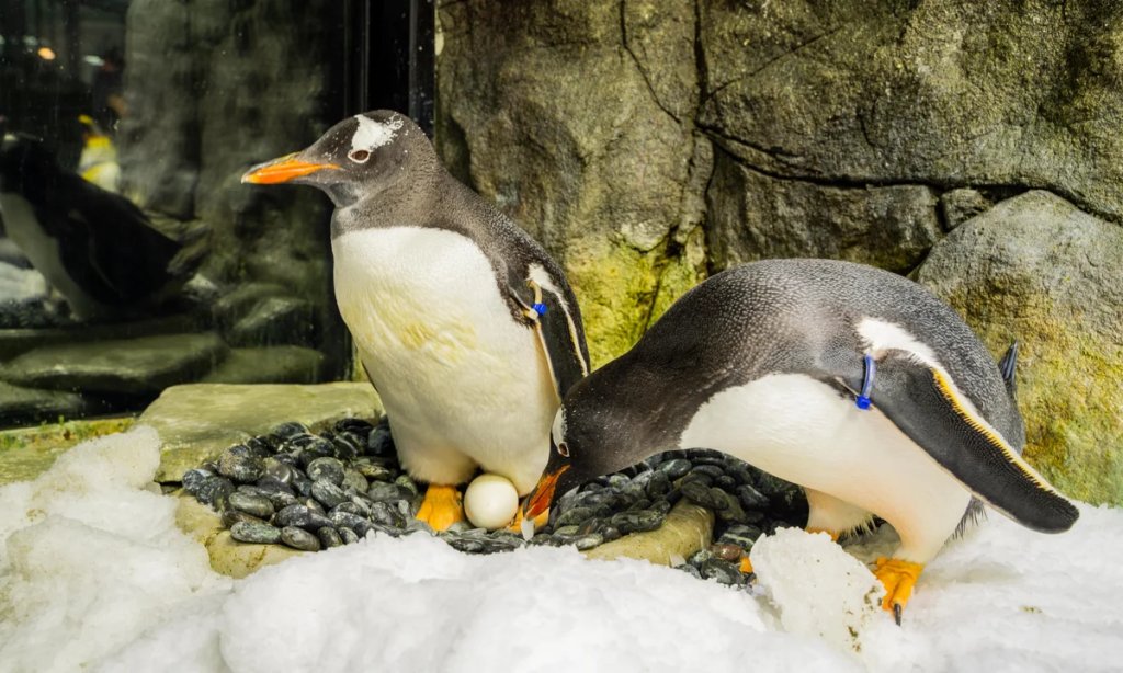 Sphen, pinguin ‘gay’ que conquistou o mundo, faleceu