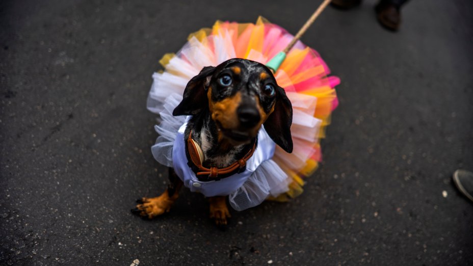 A 29ª Parada do Orgulho LGBT+ de São Paulo acontece na Avenida Paulista, em São Paulo, Brasil, em 22 de junho de 2025. A parada de 2025 tem como tema "Envelhecimento LGBT+: Memória, Resistência e Futuro" e, portanto, presta homenagem a representantes idosos da comunidade e seus contemporâneos falecidos. O objetivo é exigir visibilidade, respeito e políticas públicas inclusivas A 29ª Parada do Orgulho LGBT+ de São Paulo acontece na Avenida Paulista, em São Paulo, Brasil, em 22 de junho de 2025. A parada de 2025 tem como tema "Envelhecimento LGBT+: Memória, Resistência e Futuro" e, portanto, presta homenagem a representantes idosos da comunidade e seus contemporâneos falecidos. O objetivo é exigir visibilidade, respeito e políticas públicas inclusivas