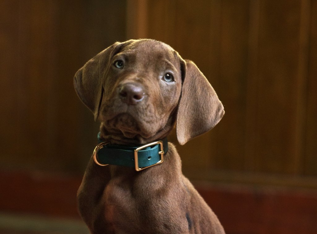 Filhote de cachorro marrom com olhos azuis claros e coleira verde escura com fivela dourada, olhando para frente com a cabeça levemente inclinada