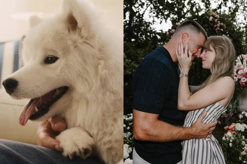 Um cachorro samoieda branco com a língua para fora, sendo acariciado no colo, e um casal se abraçando e encostando as testas em um jardim com flores